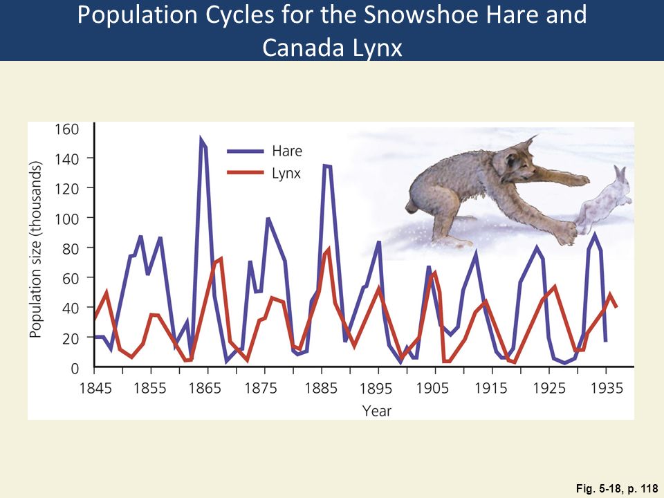 Population Cycles for the Snowshoe Hare and Canada Lynx Fig. 5-18, p. 118