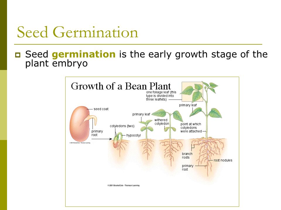 Seed germination is the early growth stage of the plant embryo.