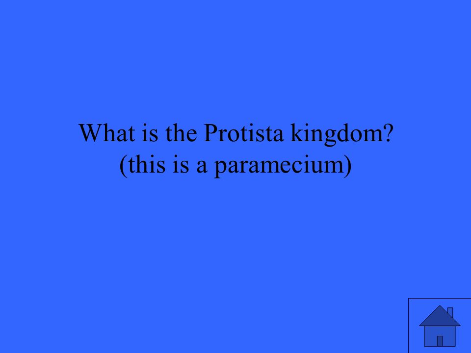 What is the Protista kingdom (this is a paramecium)