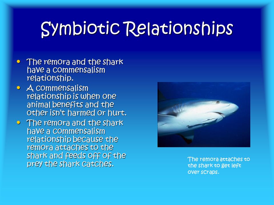 Habitat Habitat Live In Estuaries Live In Estuaries A Freshwater Habitat Like The Bull Shark A Freshwater Habitat Like The Bull Shark Live In All The Ppt Download