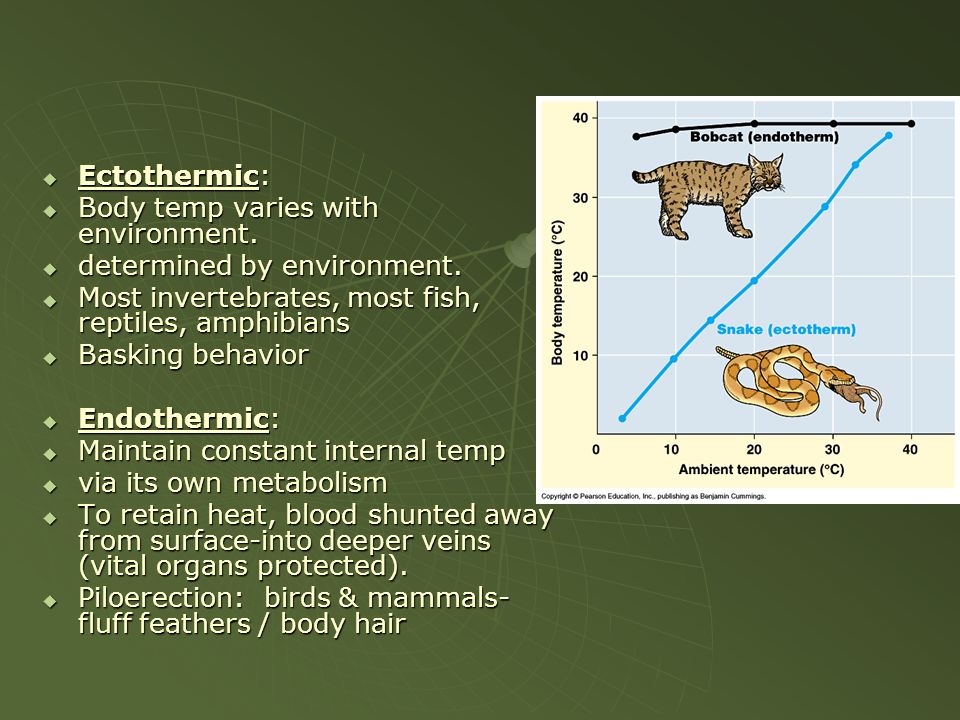 Chapter 44 ~ Regulating the Internal Environment. - ppt download