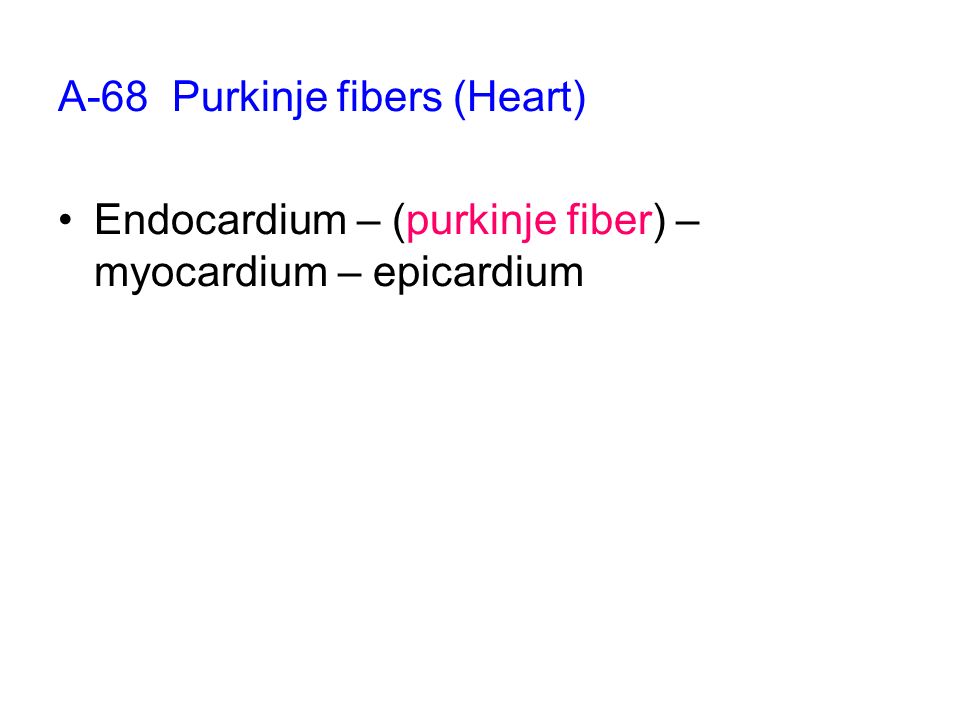 A-68 Purkinje fibers (Heart) Endocardium – (purkinje fiber) – myocardium – epicardium