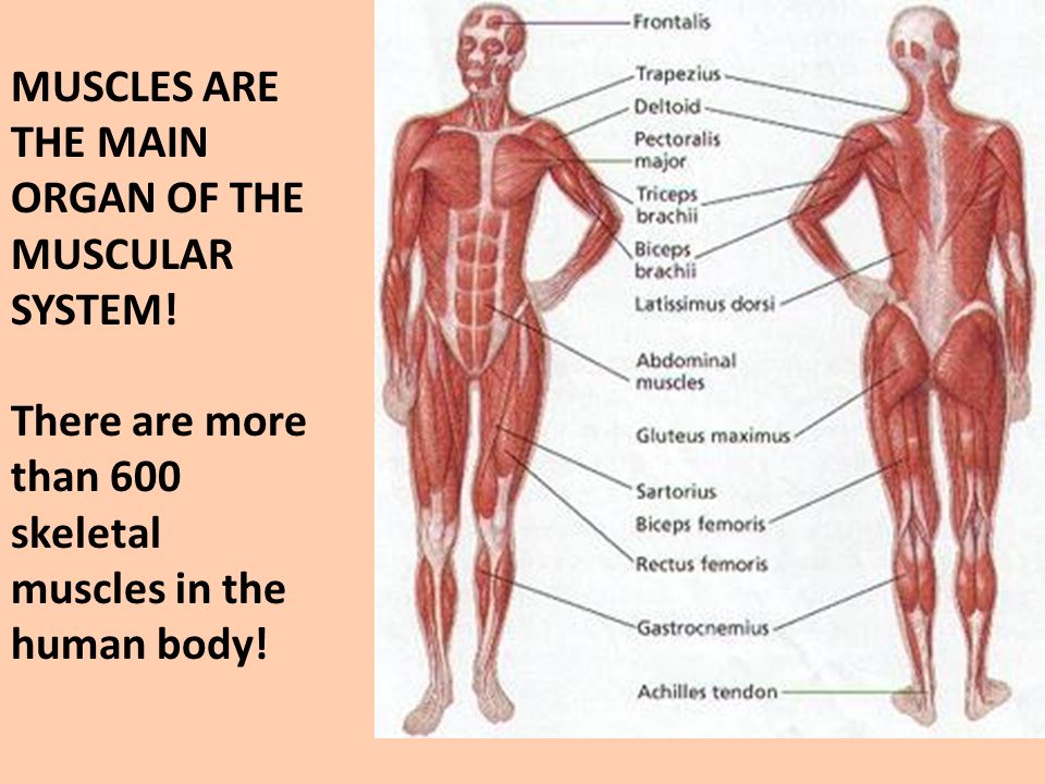 Image result for There are more than 600 individual skeletal muscles