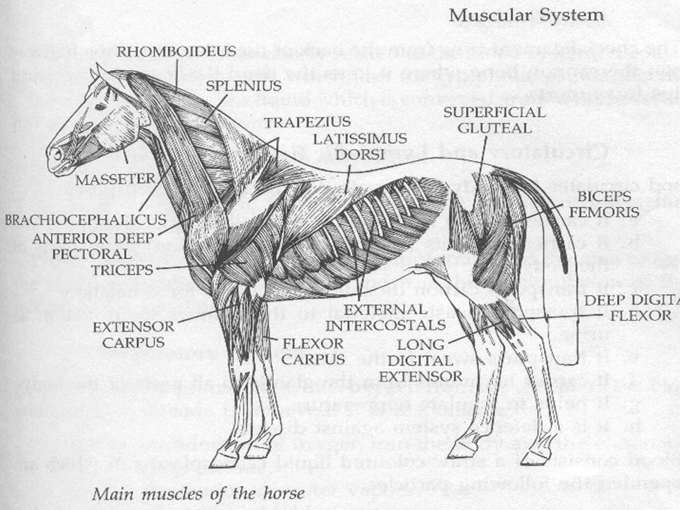 System animal. Мышцы туловища лошади анатомия. Строение мышц лошади анатомия. Мышцы лошади анатомия. Мускулатура лошади анатомия.