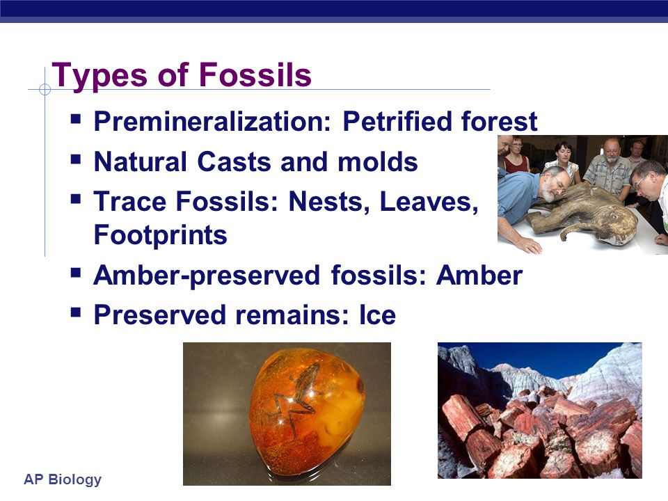 AP Biology Time and the Fossil Record AP Biology Where are fossils ...