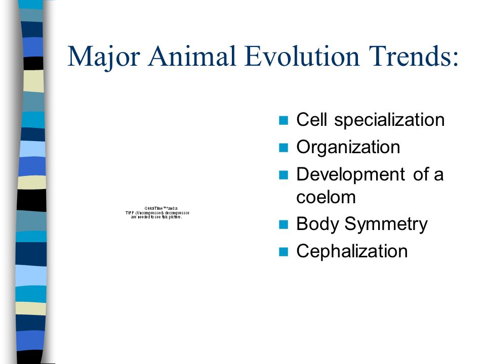 Major Animal Evolution Trends: Cell specialization Organization Development of a coelom Body Symmetry Cephalization