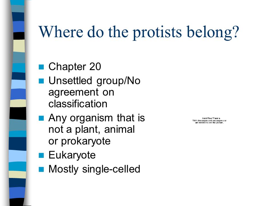 Where do the protists belong.