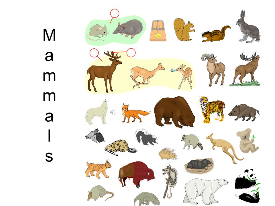 Назови животное на б. Млекопитающие для детей. Млекопитающие животные для детей. Картинки диких животных. Млекопитающие Дикие и домашние.