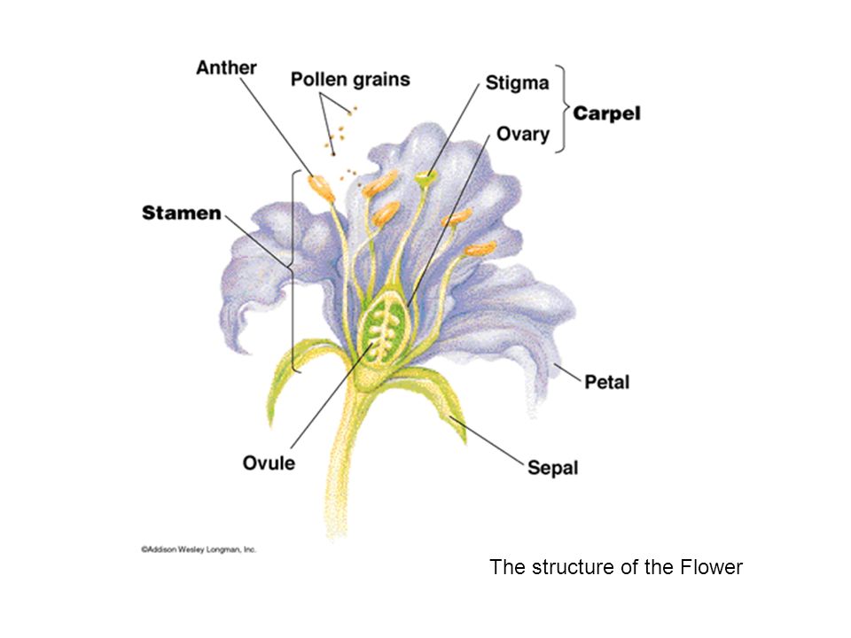 Flower structure.