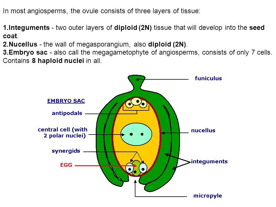 Angiosperms. Embryo made перевод. Early angiosperm. Интегумент из чего состоит.
