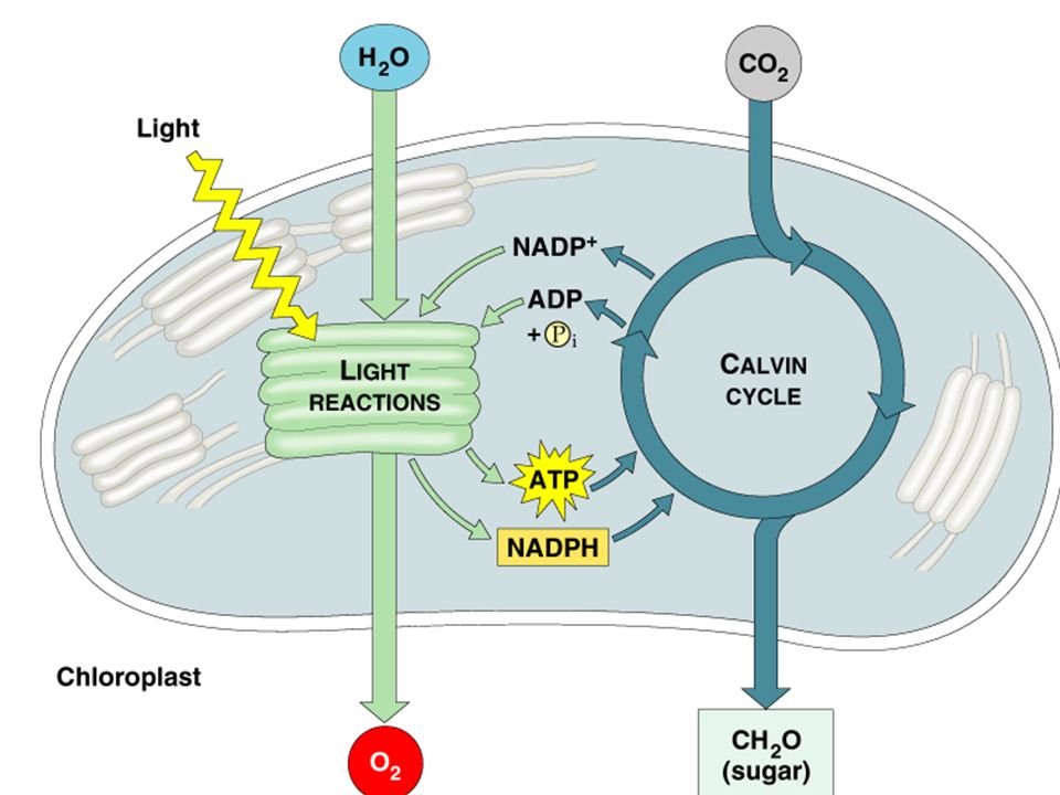 Сильная реакция на свет. Фотосинтез образование NADP. Carbon Reactions. Calvin Cycle.