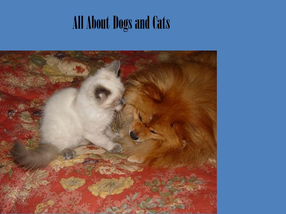 all about dogs and cats