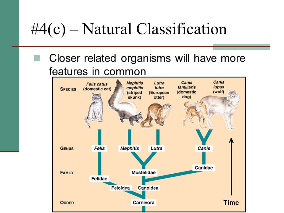 #4(c) – Natural Classification Closer related organisms will have more features in common