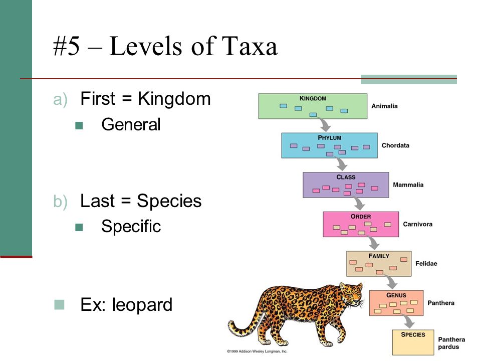 #5 – Levels of Taxa a) First = Kingdom General b) Last = Species Specific Ex: leopard