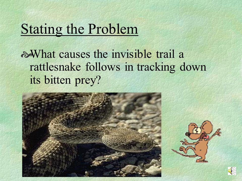 THE RATTLESNAKE EXPERIMENT Now we are going to look at an experiment that a scientist who studies animal behaviors and adaptations may conduct in a laboratory.