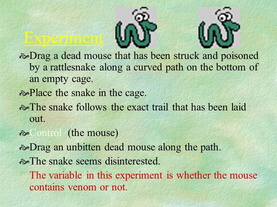 Hypothesis  After the snake wounds its victim, the snake follows the smell of its own venom to locate the animal.