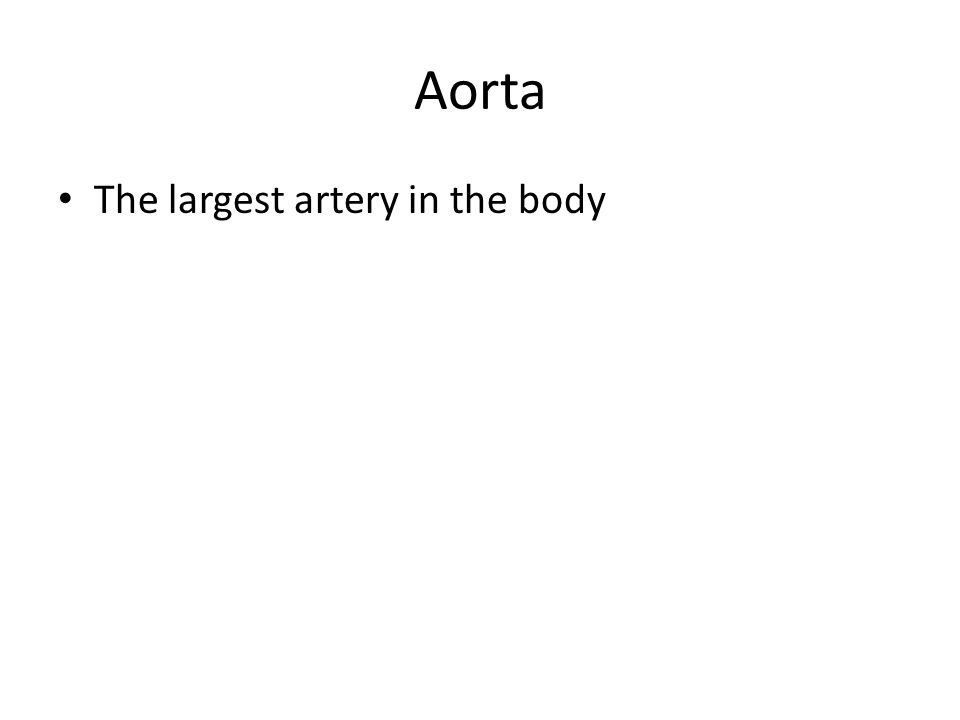 Aorta The largest artery in the body