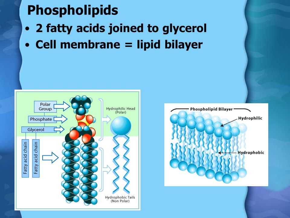 Phospholipids 2 fatty acids joined to glycerol Cell membrane = lipid bilayer