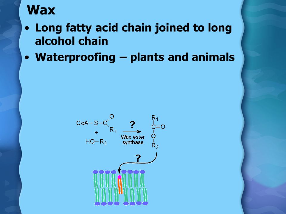 Wax Long fatty acid chain joined to long alcohol chain Waterproofing – plants and animals
