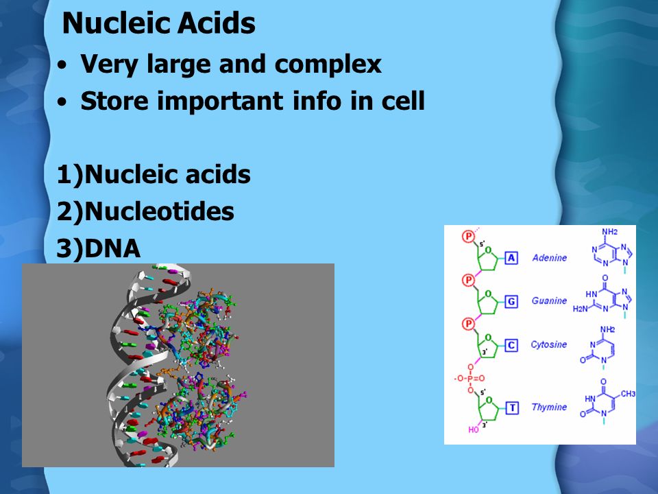 Nucleic Acids Very large and complex Store important info in cell 1)Nucleic acids 2)Nucleotides 3)DNA