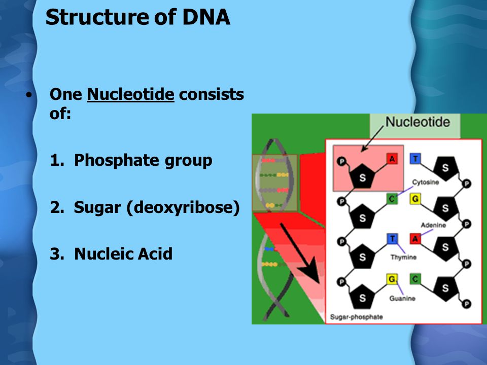 Structure of DNA One Nucleotide consists of: 1.Phosphate group 2.Sugar (deoxyribose) 3.Nucleic Acid