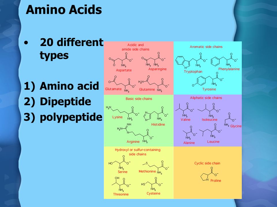 Amino Acids 20 different types 1)Amino acid 2)Dipeptide 3)polypeptide