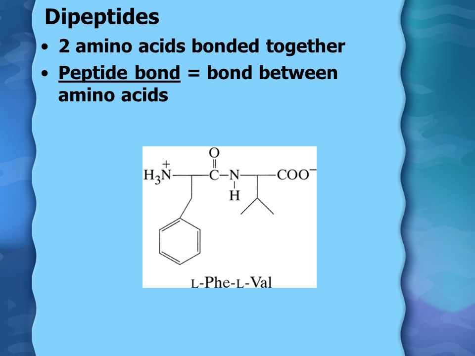 Dipeptides 2 amino acids bonded together Peptide bond = bond between amino acids