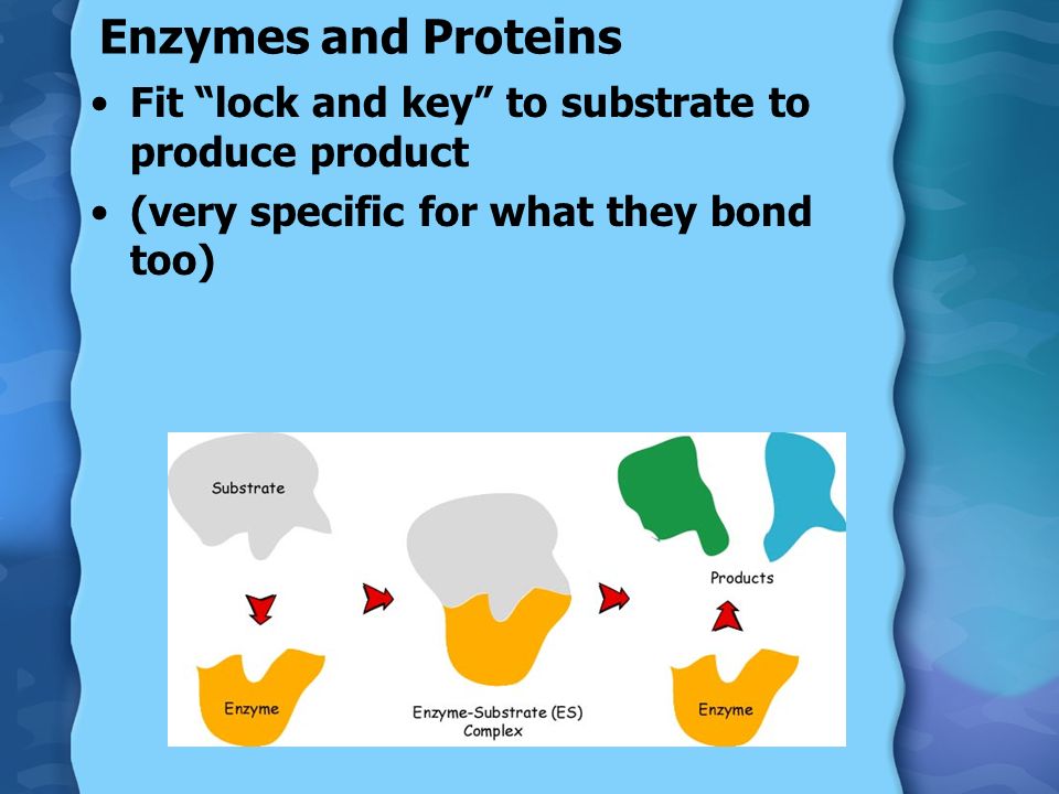 Enzymes and Proteins Fit lock and key to substrate to produce product (very specific for what they bond too)