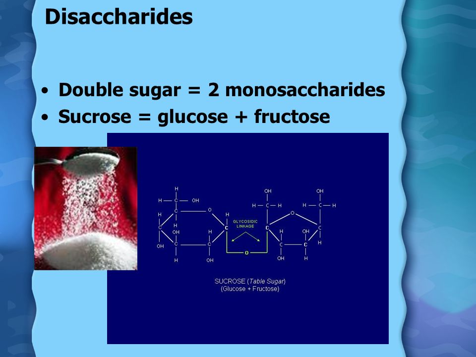 Disaccharides Double sugar = 2 monosaccharides Sucrose = glucose + fructose