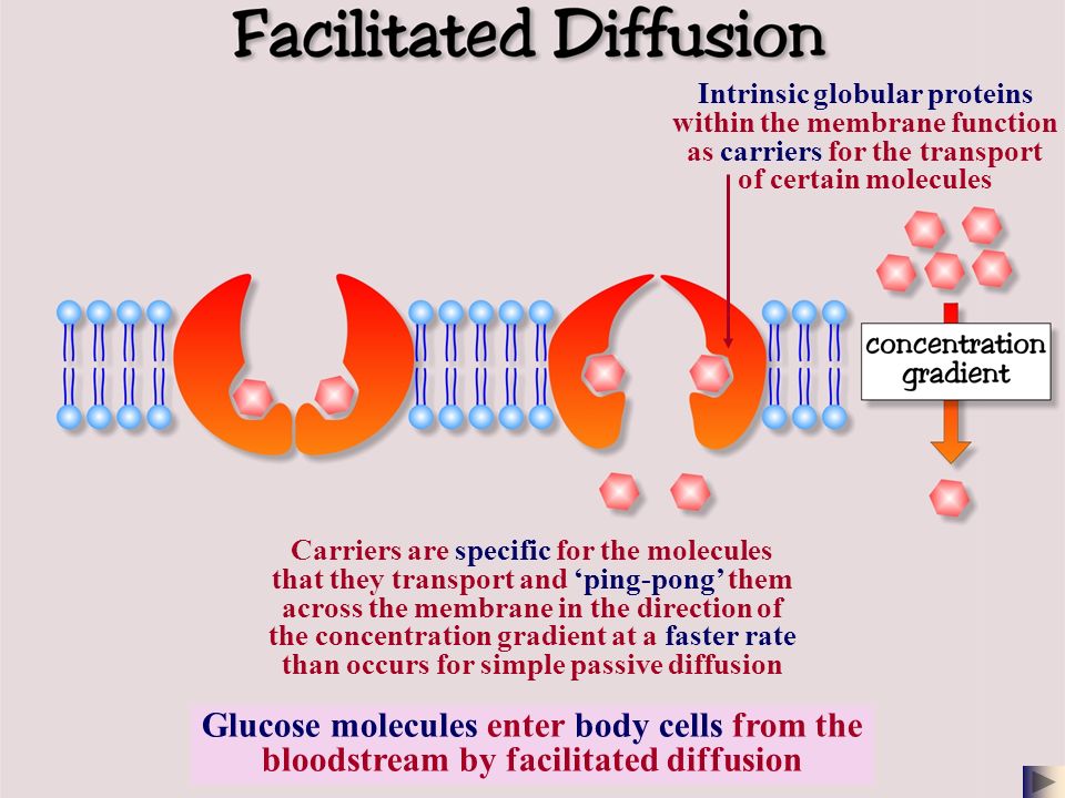 Sser Ltd Membrane Structure All Biological Membranes Are Composed Mainly Of Lipid And Protein Molecules Phospholipids The Most Abundant Cholesterol Ppt Download