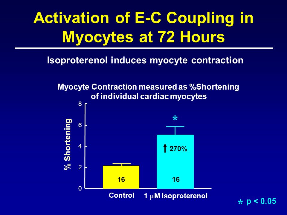 Control 1  M Isoproterenol % Shortening Isoproterenol induces myocyte contraction 16 Myocyte Contraction measured as %Shortening of individual cardiac myocytes * * p < 0.05 Activation of E-C Coupling in Myocytes at 72 Hours 270%