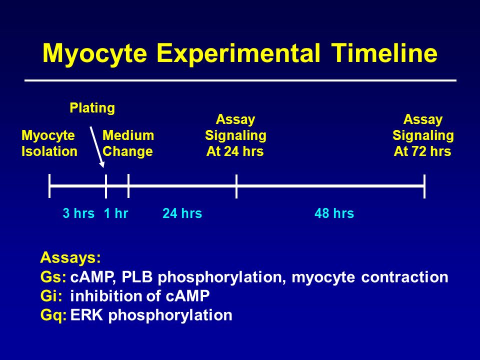 Myocyte Isolation 3 hrs Plating Assay Signaling At 24 hrs Assay Signaling At 72 hrs 1 hr24 hrs48 hrs Medium Change Assays: Gs:cAMP, PLB phosphorylation, myocyte contraction Gi:inhibition of cAMP Gq:ERK phosphorylation Myocyte Experimental Timeline