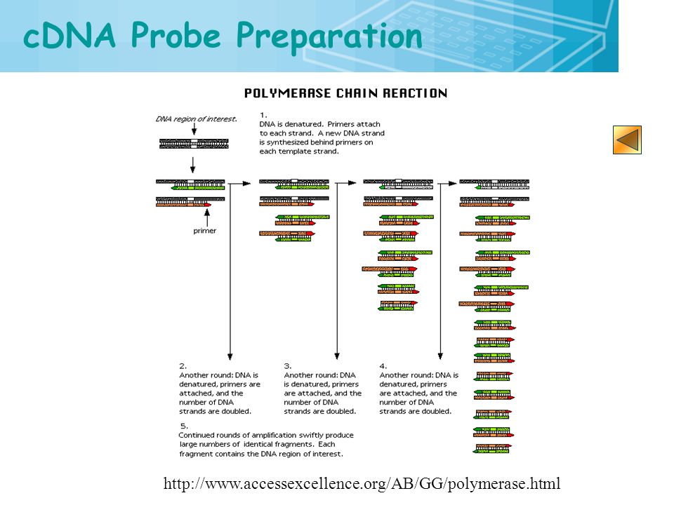 Preparing The Cdna Probe Flow Chart 15 3