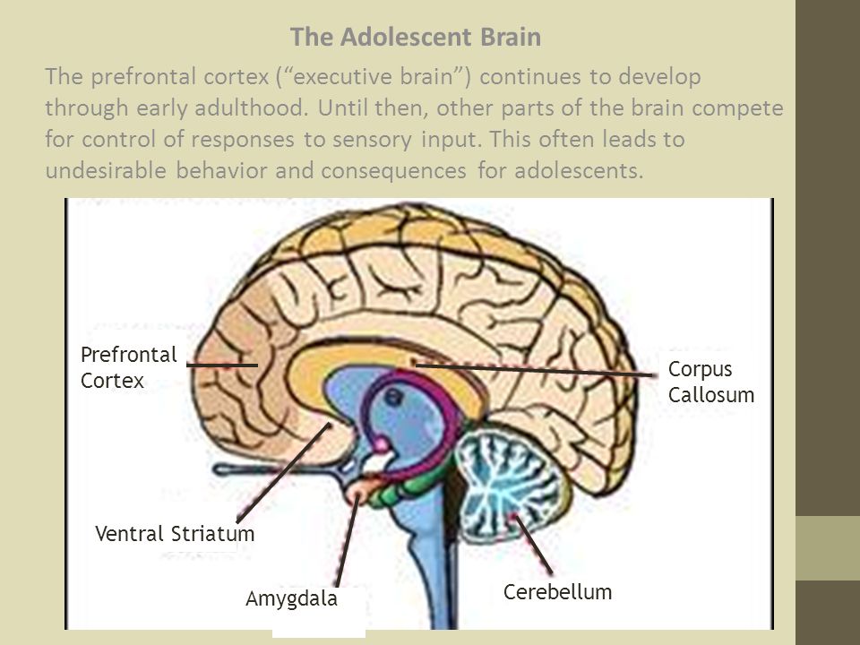 The Adolescent Brain Why Executive >> Adolescent Brain Development Part 1 By Lori Hoisington Family Impact The Adolescent Brain Why Executive >> Adolescent Brain Development Part 1 By Lori Hoisington Family Impact
