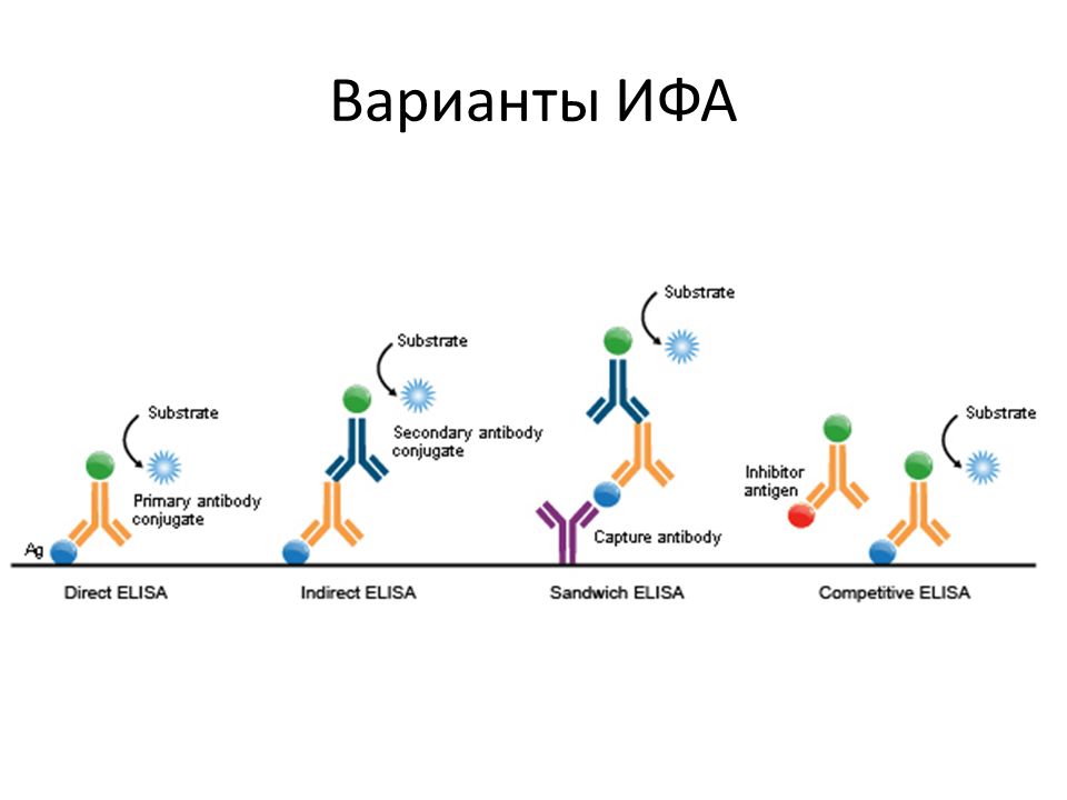 Схема ифа микробиология