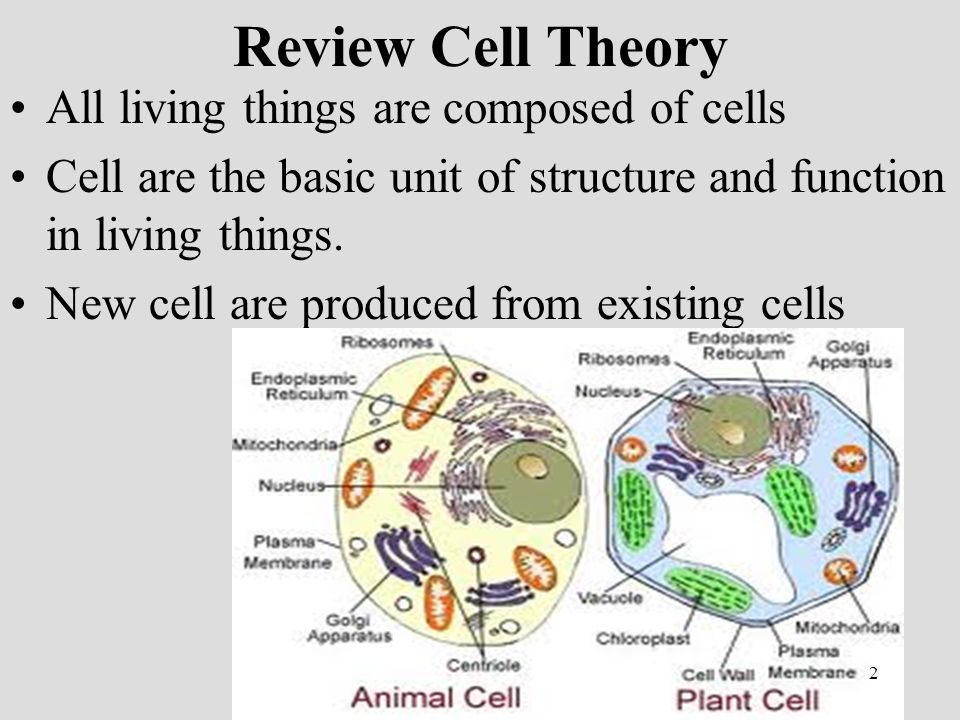 bellchallenge which is prokaryotic or eukaryotic label all the prokaryotic and eukaryotic cells similarities and differences venn diagram