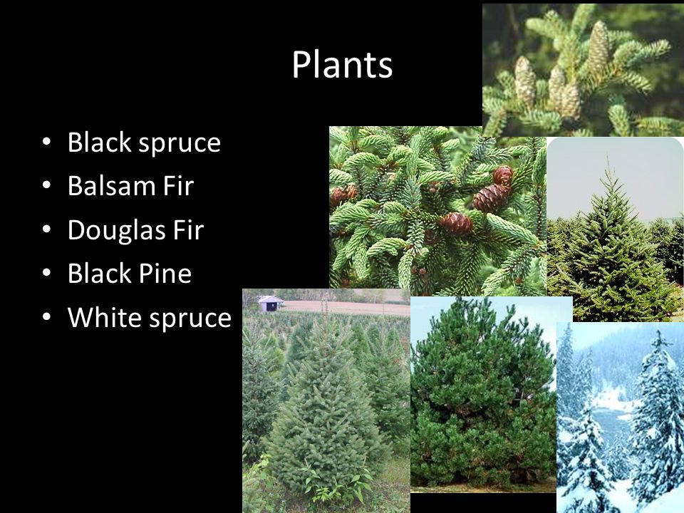 taiga biome plants names