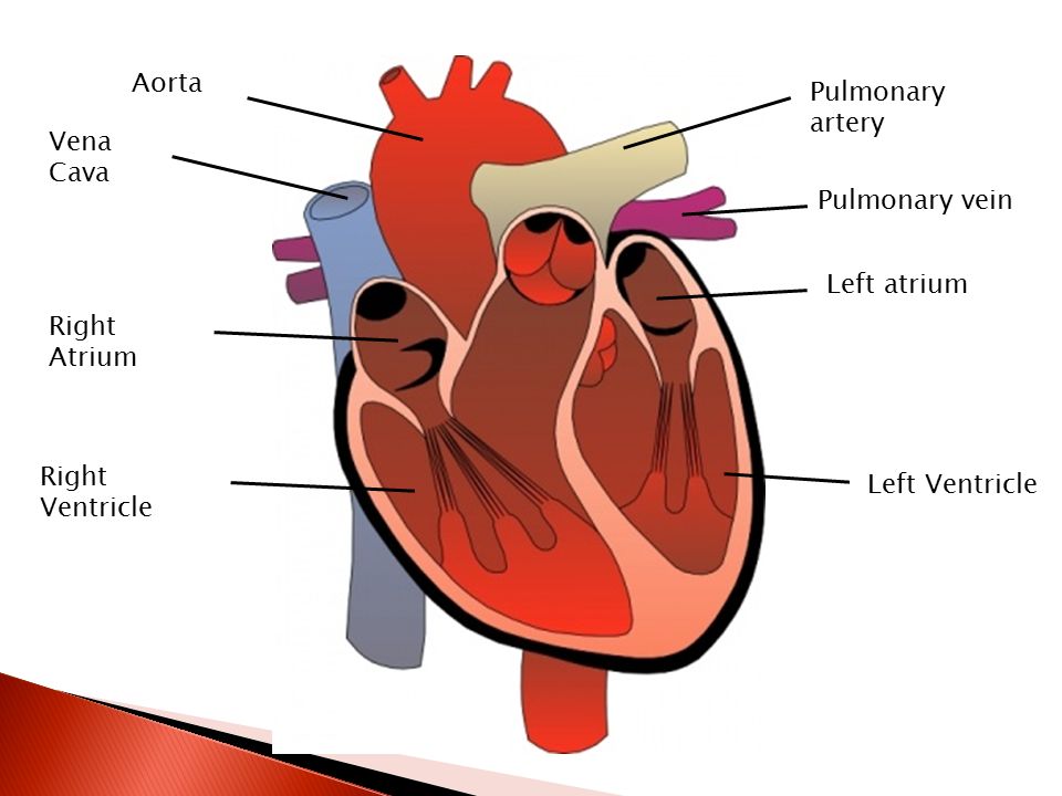 В правое предсердие открывается. Left Atrium right Atrium left ventricle. Pulmonary artery. Human Heart Atrium ventrikel. Правое предсердие коллектор.