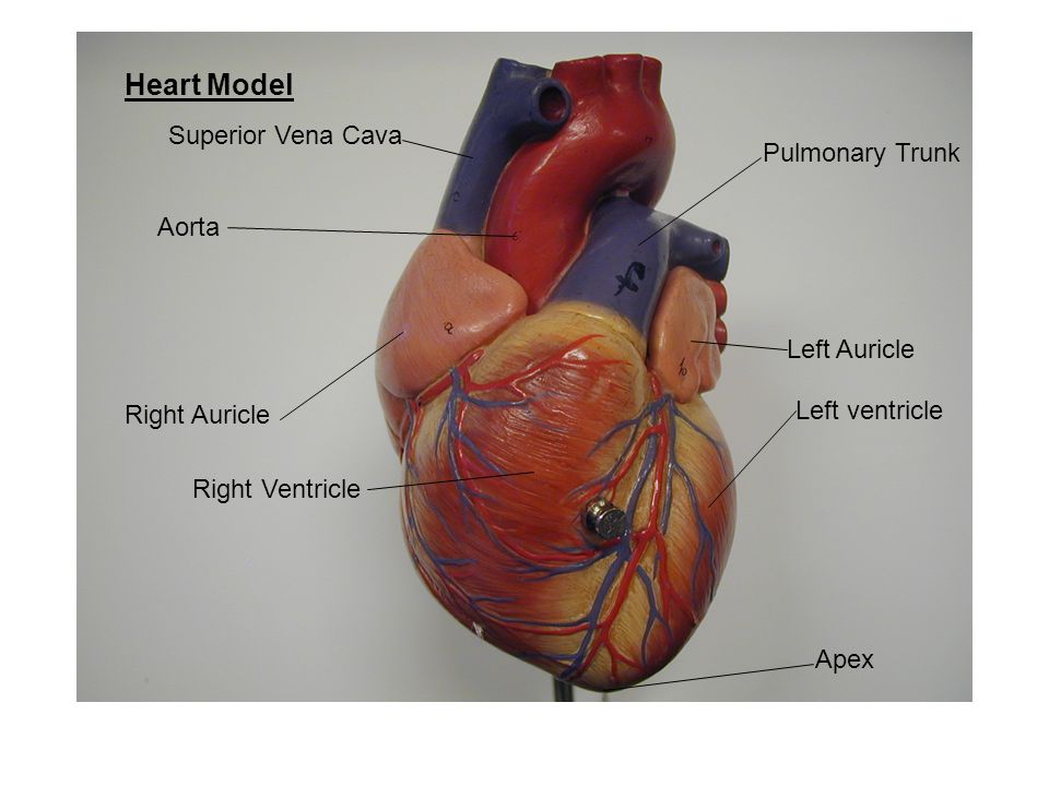 Cordis латынь. Apex сердце. Сердце по латыни. Верхушка сердца (Apex CORDIS):. Vortex CORDIS сердце.