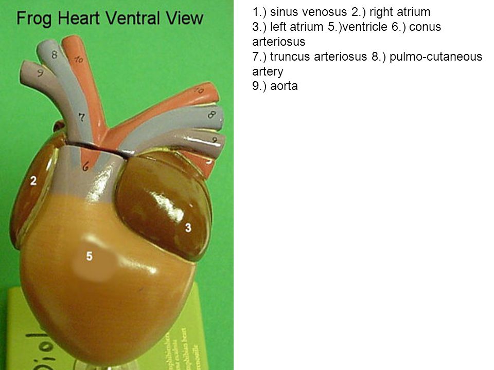 Atrium Ventricle Bulbus arteriosus Truncus arteriosus. - ppt download