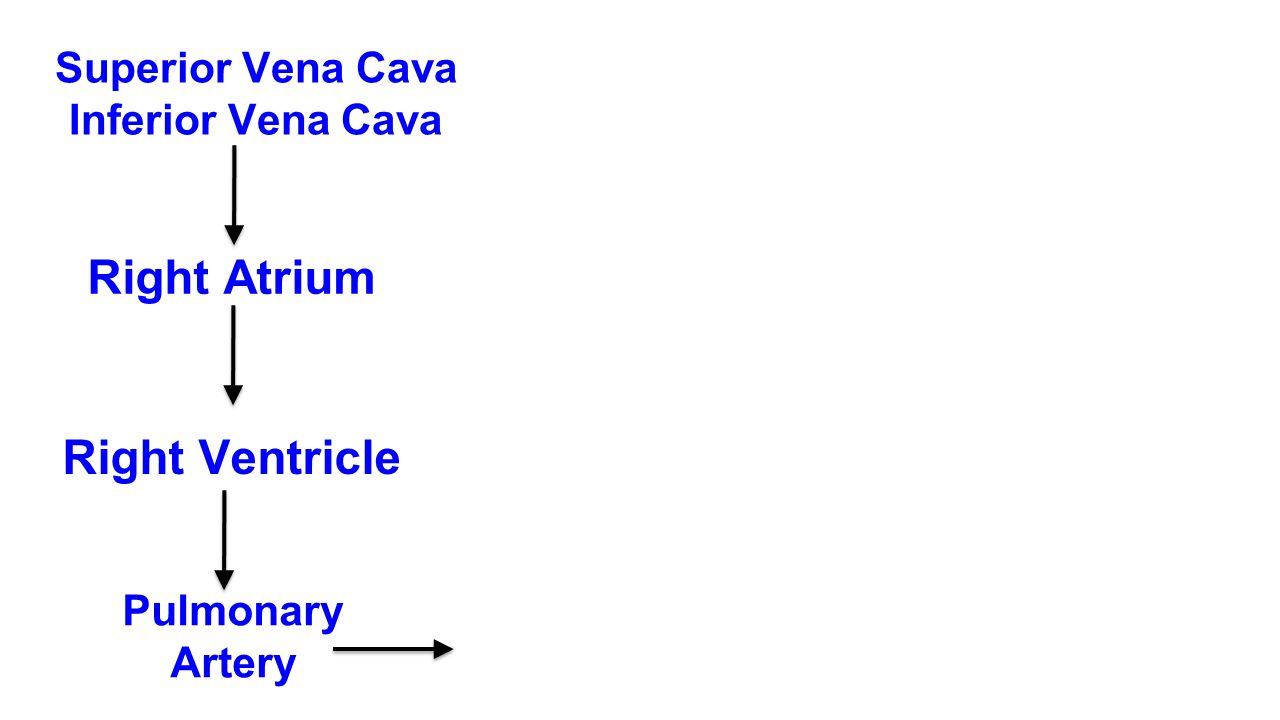 Superior Vena Cava Inferior Vena Cava Right Atrium Right Ventricle Pulmonary Artery