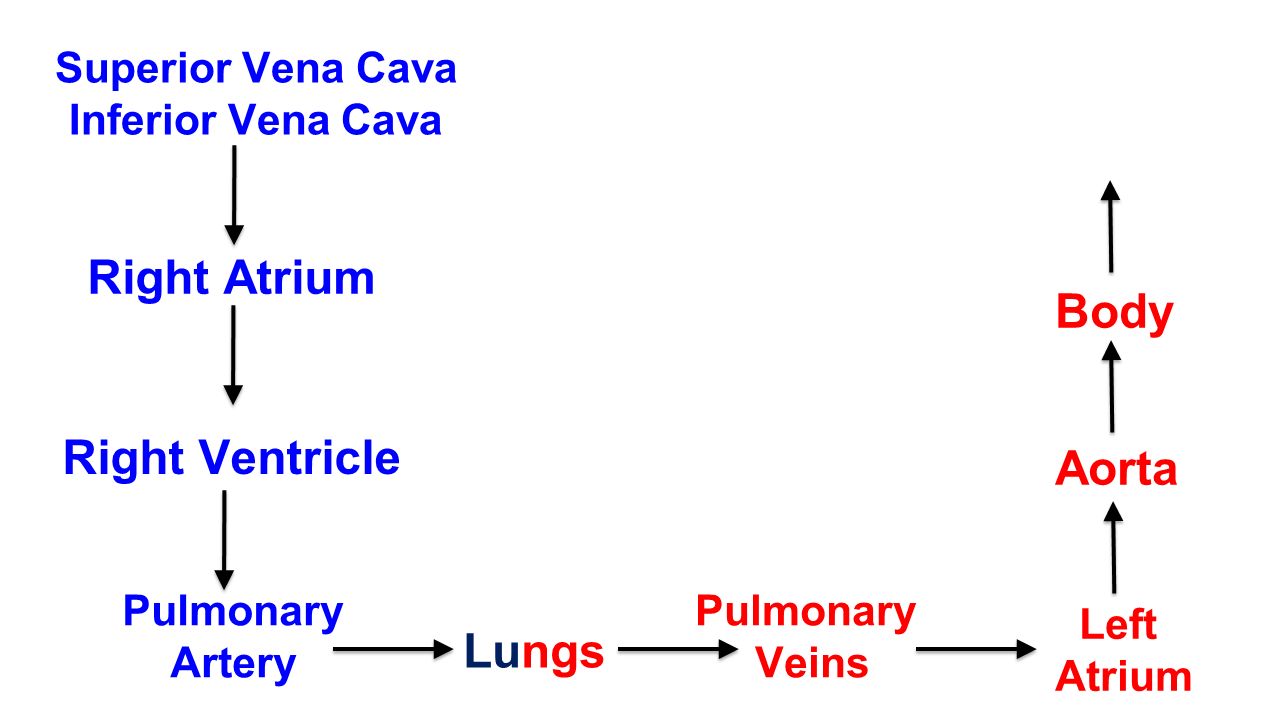 Superior Vena Cava Inferior Vena Cava Right Atrium Right Ventricle Pulmonary Artery Lungs Pulmonary Veins Left Atrium Aorta Body