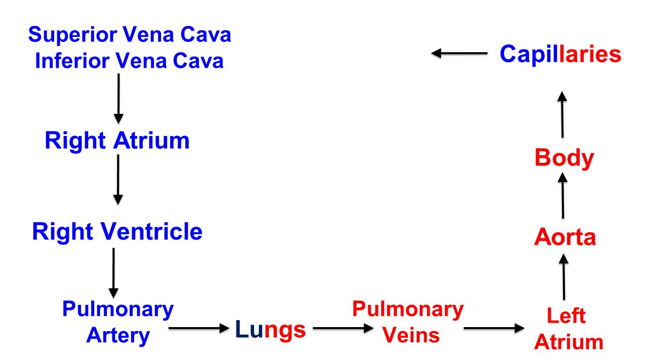 Superior Vena Cava Inferior Vena Cava Right Atrium Right Ventricle Pulmonary Artery Lungs Pulmonary Veins Left Atrium Aorta Body Capillaries