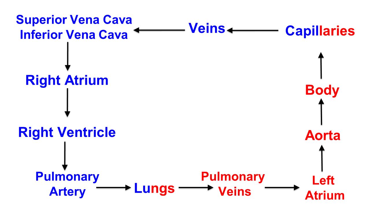 Superior Vena Cava Inferior Vena Cava Right Atrium Right Ventricle Pulmonary Artery Lungs Pulmonary Veins Left Atrium Aorta Body Capillaries Veins