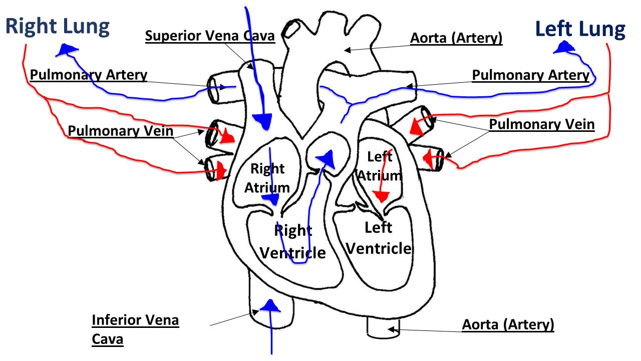 Right Lung Left Lung Superior Vena Cava Inferior Vena Cava Pulmonary Vein Aorta (Artery) Pulmonary Artery Right Atrium Right Ventricl e Left Atrium Left Ventricle