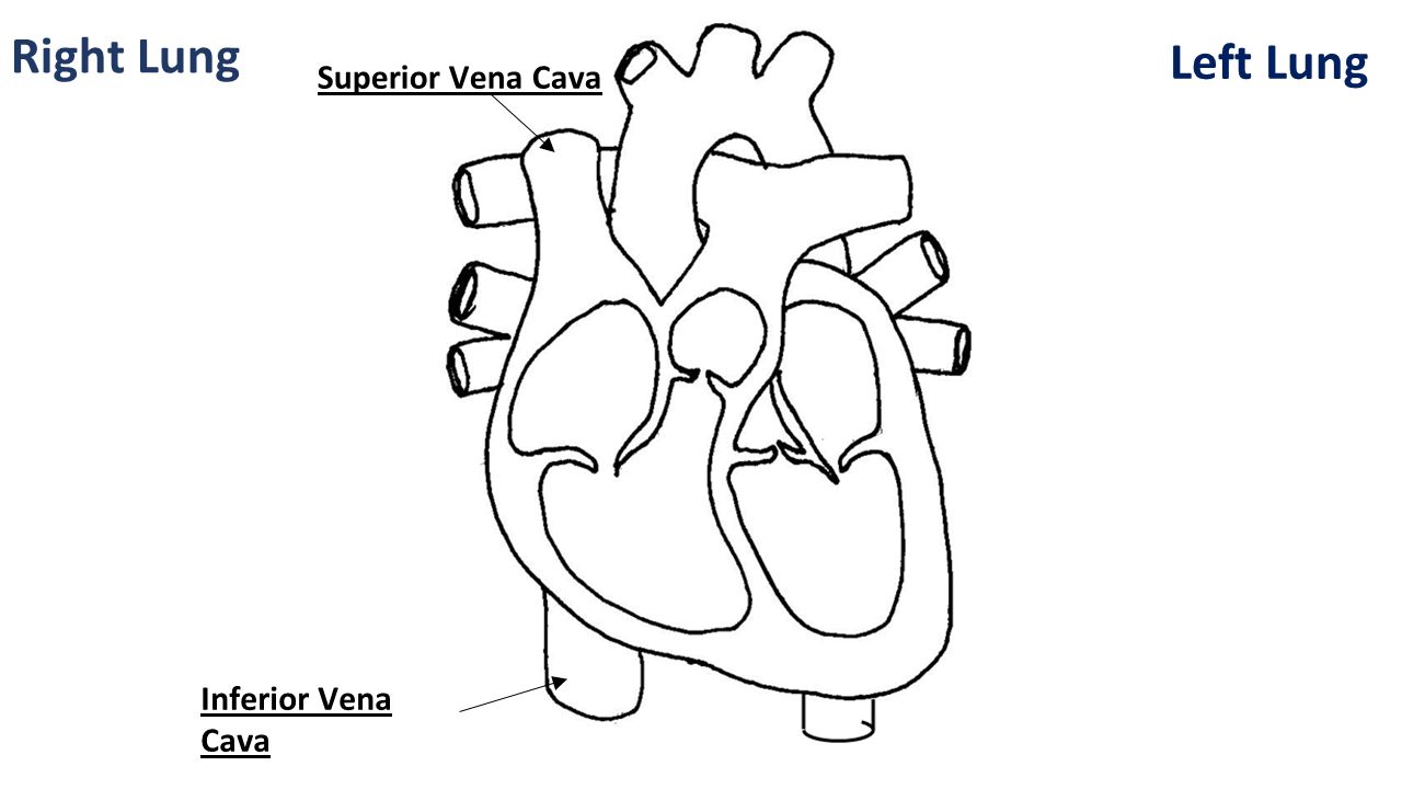 Right Lung Left Lung Superior Vena Cava Inferior Vena Cava