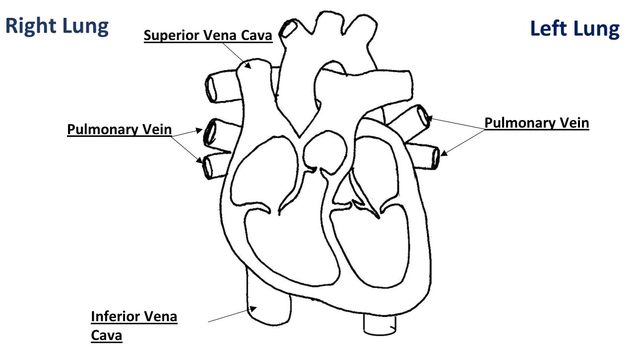 Right Lung Left Lung Superior Vena Cava Inferior Vena Cava Pulmonary Vein