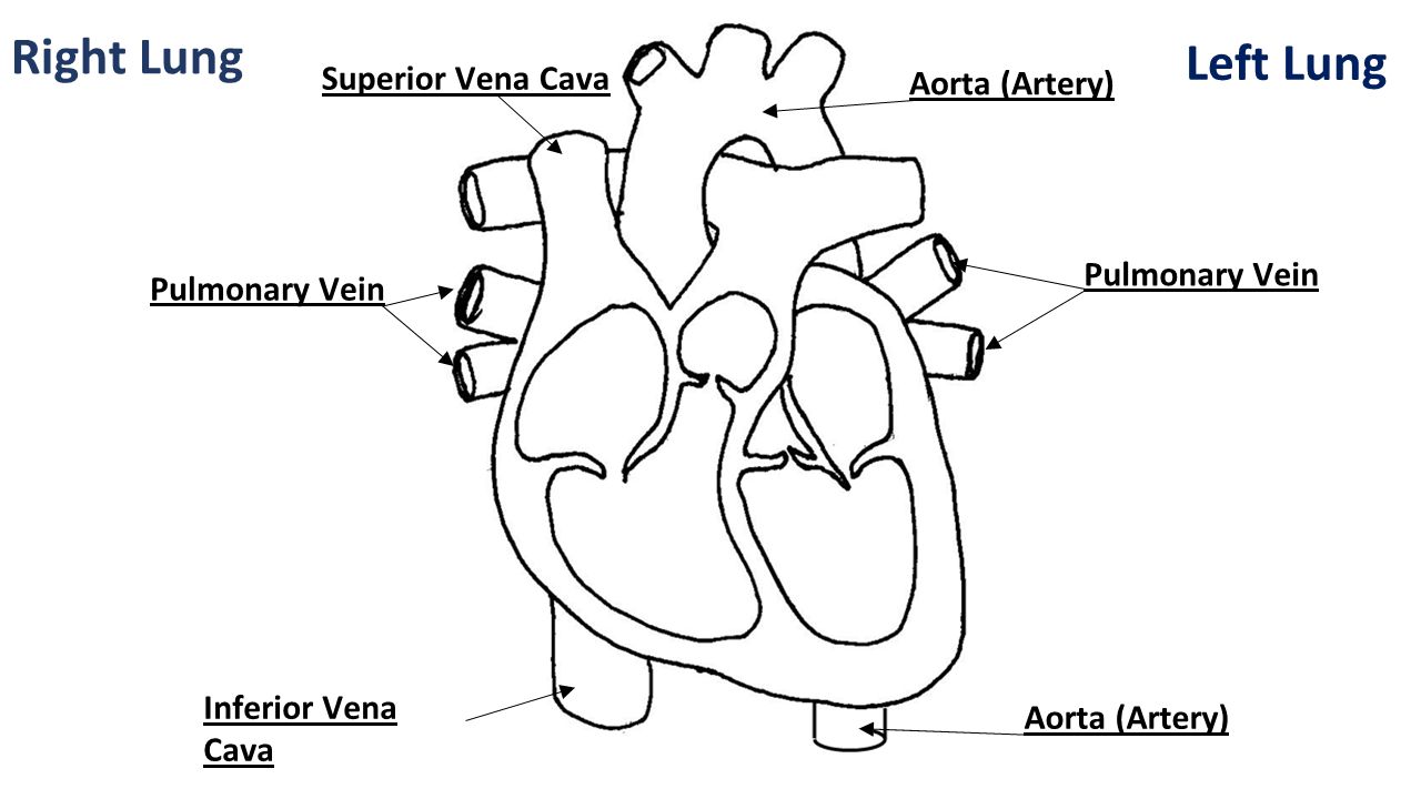 Right Lung Left Lung Superior Vena Cava Inferior Vena Cava Pulmonary Vein Aorta (Artery)