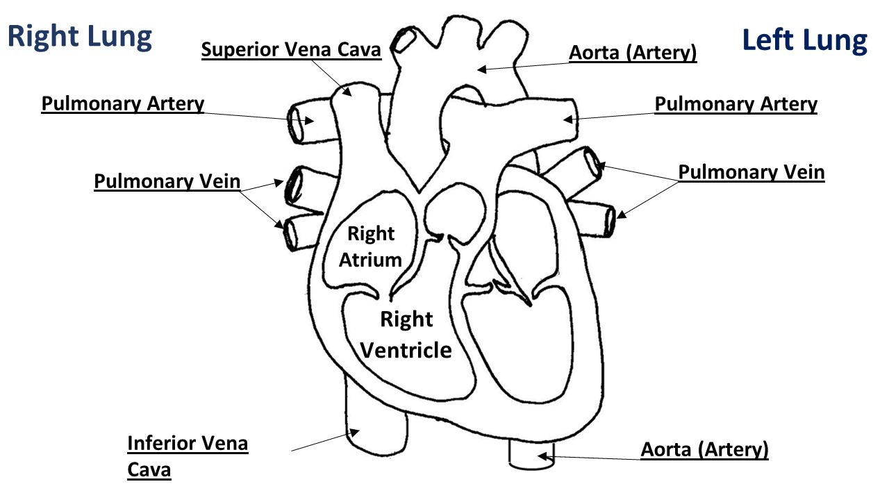 Right Lung Left Lung Superior Vena Cava Inferior Vena Cava Pulmonary Vein Aorta (Artery) Pulmonary Artery Right Atrium Right Ventricl e