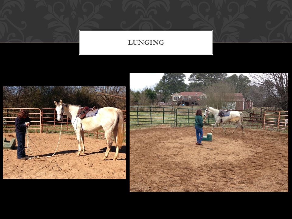 Juliana Czekala. Commonly used methods of horse training vs. more ...